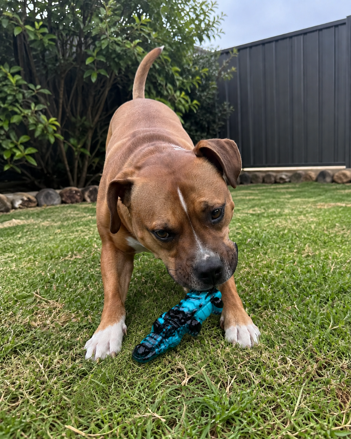 Crikey The Croc